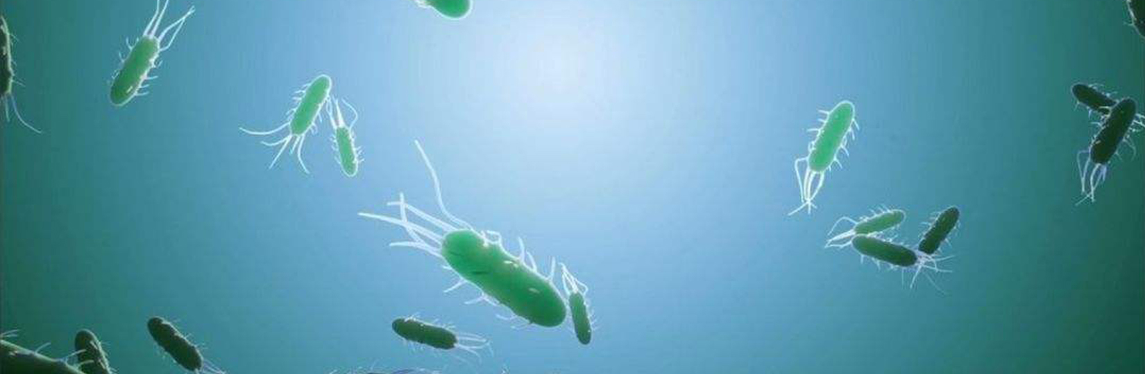 细胞迁移，细菌与生物膜研究，细胞弹性研究，细胞膜与囊泡研究，合成脂质囊泡，细胞形态测量，活性物质，粘液与上皮细胞，细胞生物放大镜，药物输送，纳米载体设计，颗粒物与肺保护屏障黏液层相互作用-Aresis  China | 艾锐斯科技（北京）有限公司